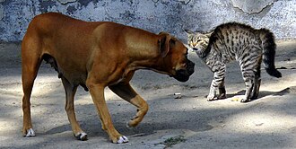 Exemple de <em>fight or flight</em>